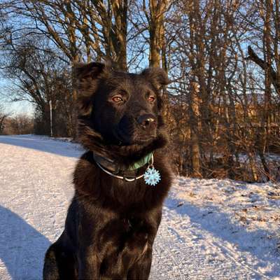 Hundetreffen-Spazieren und Spielen-Bild