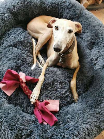 Windhunde - Treffen der besonderen Schönheiten
HERZLICH WILLKOMMEN-Beitrag-Bild