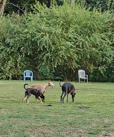 Windhunde - Treffen der besonderen Schönheiten
HERZLICH WILLKOMMEN-Beitrag-Bild
