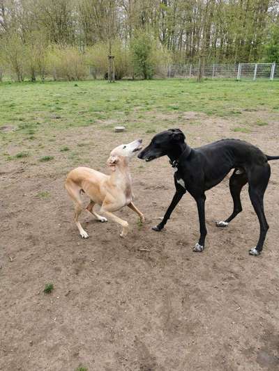 Windhunde - Treffen der besonderen Schönheiten
HERZLICH WILLKOMMEN-Beitrag-Bild