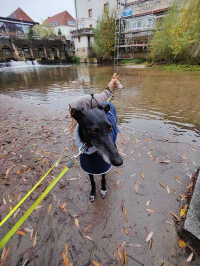Windhunde - Treffen der besonderen Schönheiten
HERZLICH WILLKOMMEN-Beitrag-Bild
