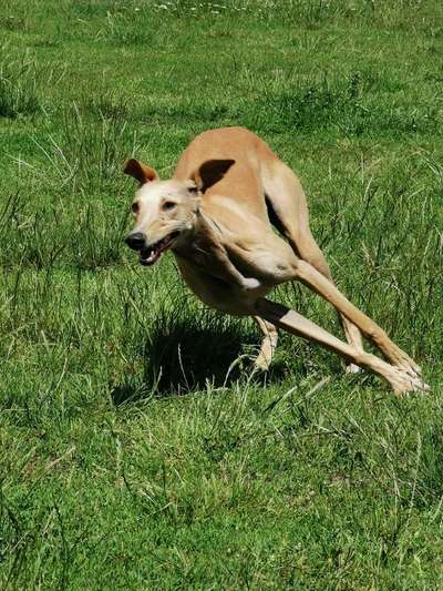 Fotochallenge 66 ~ Rennaction -Zeig deinen Hund im Lauf-Beitrag-Bild