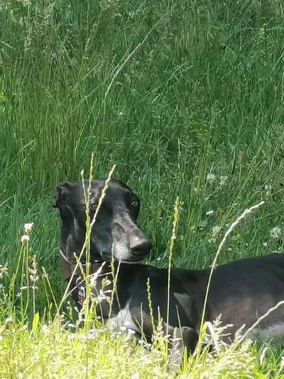 Windhunde - Treffen der besonderen Schönheiten
HERZLICH WILLKOMMEN-Beitrag-Bild