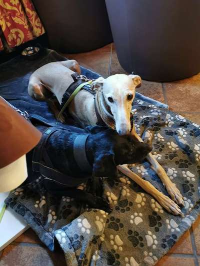 Windhunde - Treffen der besonderen Schönheiten
HERZLICH WILLKOMMEN-Beitrag-Bild