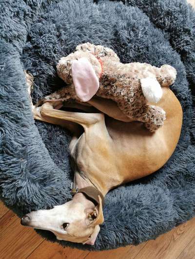 Windhunde - Treffen der besonderen Schönheiten
HERZLICH WILLKOMMEN-Beitrag-Bild