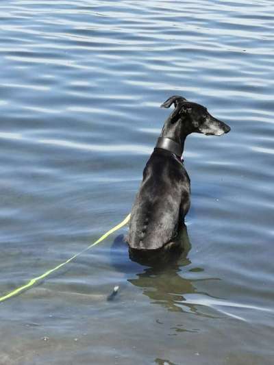 Windhunde - Treffen der besonderen Schönheiten
HERZLICH WILLKOMMEN-Beitrag-Bild