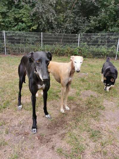 Doppelgänger gesucht !-Beitrag-Bild