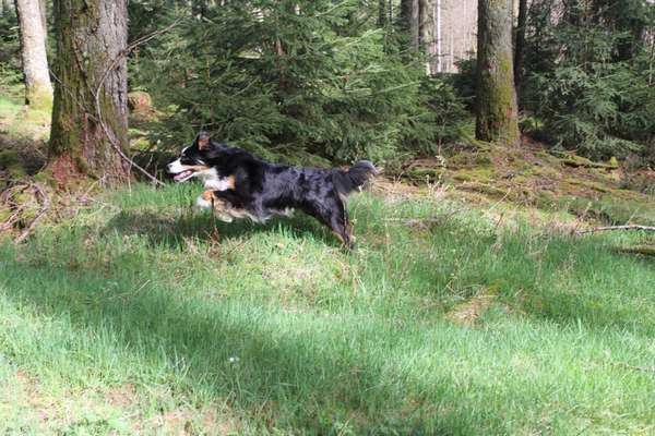 Hundetreffen-Hundbegegnung zum Üben-Bild