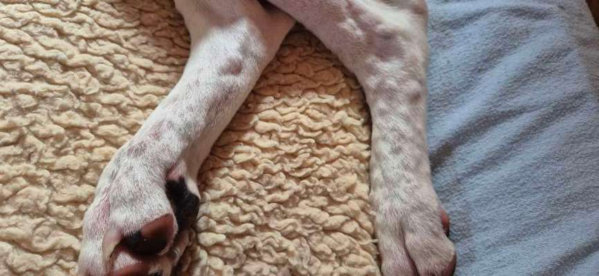 Wir möchten wissen,was mit Poohs Haut los ist?-Beitrag-Bild