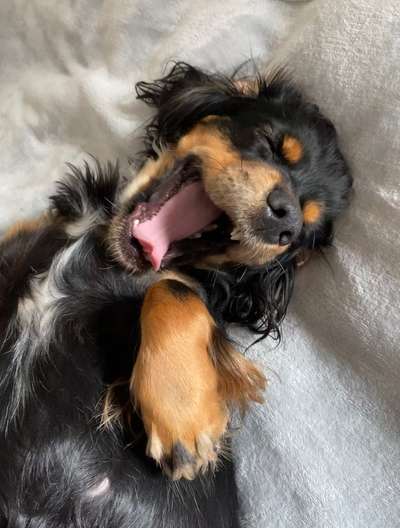 Zeigt mir die tollste Nahaufnahme von eurer Fellnase-Beitrag-Bild