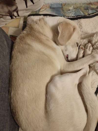 Dogorama Photo Challenge - Frühjahrsmüdigkeit-Beitrag-Bild