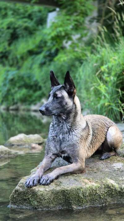 Hundetreffen-Suche Malis oder Herde-Bild