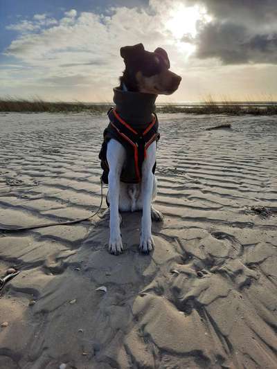 Ratonero Bodeguero Andaluz-Beitrag-Bild