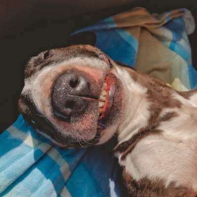 Die Dogorama Wochen Challenge-Beitrag-Bild