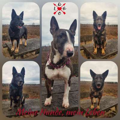 Schäferhund-Fans?-Beitrag-Bild