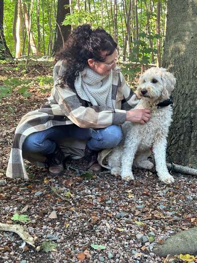 Hundetreffen-Doodletreffen Bergedorf-Bild