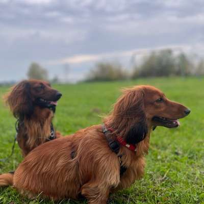 Hundetreffen-Gassirunde-Bild