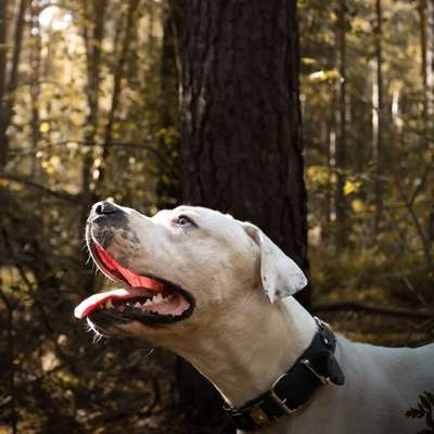 Hundetreffen-Hund gesucht! 🐶🐾Fotoshooting auf Tauschbasis❗️-Bild