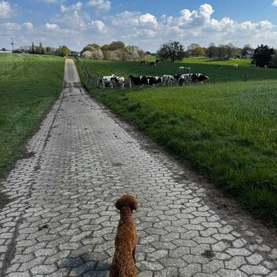 Hundetreffen-Junghund treffen mit voller Energie-Bild