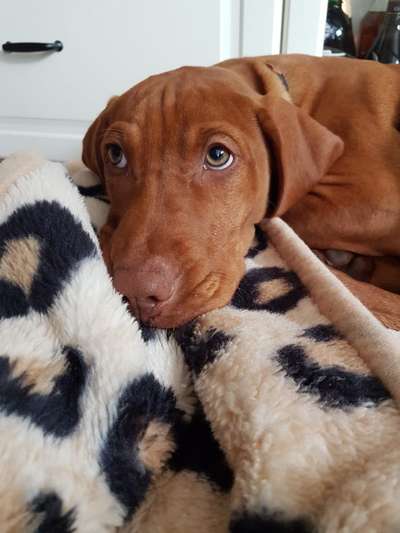 Welpen Bilder !-Beitrag-Bild