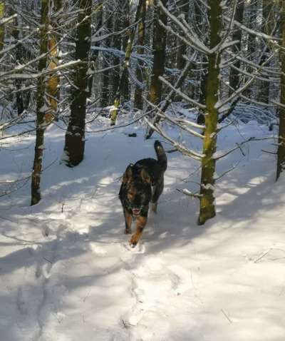 Hundetreffen-Spiel/Training Treffen-Bild