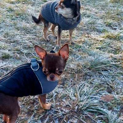 Hundetreffen-Chihuahua und Kleintier treffen-Bild