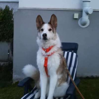 Dogorama Photo Challenge - Es wird nochmal kalt!-Beitrag-Bild