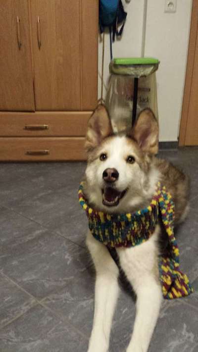 Dogorama Photo Challenge - Es wird nochmal kalt!-Beitrag-Bild