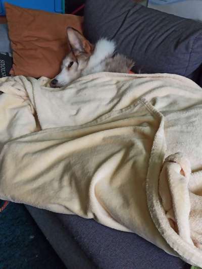 Dogorama Photo Challenge - Es wird nochmal kalt!-Beitrag-Bild