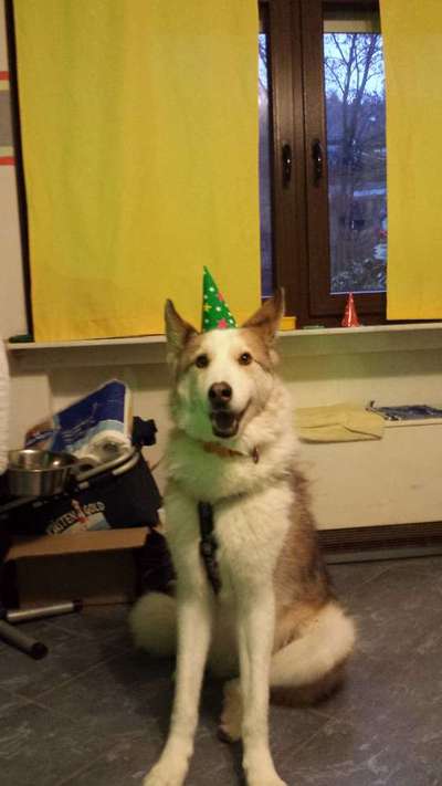 Dogorama Photo Challenge - Es wird nochmal kalt!-Beitrag-Bild