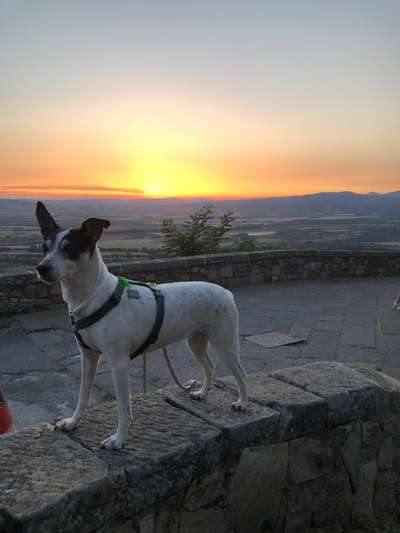 Ratonero Bodeguero Andaluz-Beitrag-Bild