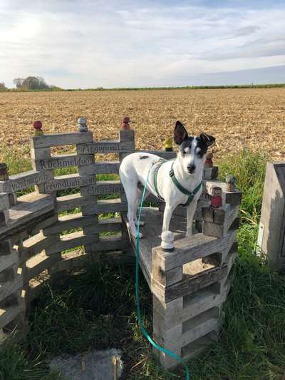 Ratonero Bodeguero Andaluz (plus Mischlinge)-Beitrag-Bild