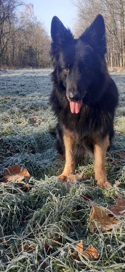 Schäferhund-Fans?-Beitrag-Bild