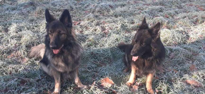 Schäferhund-Fans?-Beitrag-Bild