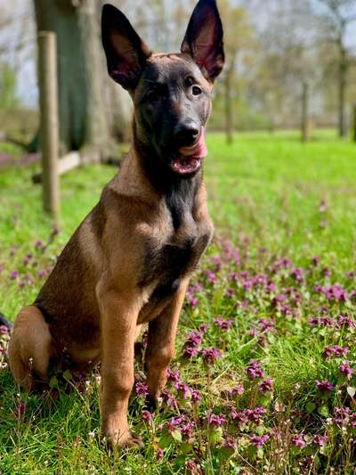 Zeigt eure Malinois!!!-Beitrag-Bild