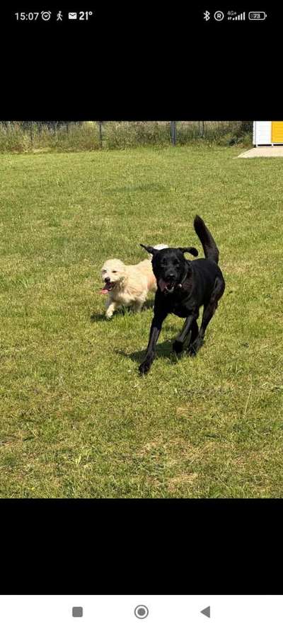 Hundetreffen-Spiel oder Gassirunde-Bild