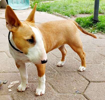 Die Dogorama Wochen Challenge-Beitrag-Bild