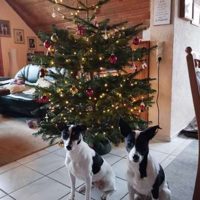 aktuelles Foto Gruppe Hunde aus dem Tierschutz