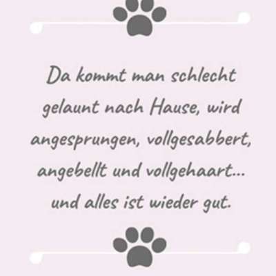 Warum liebst du deinen Hund?-Beitrag-Bild