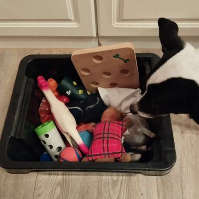 TierschutzhundeStammtisch🐕-Beitrag-Bild
