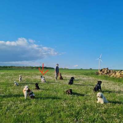 TierschutzhundeStammtisch🐕-Beitrag-Bild