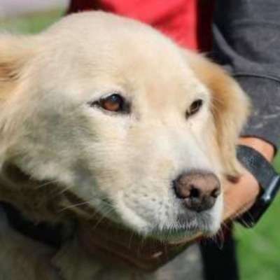 Hundetreffen-Gassi gehen und mehr...-Bild