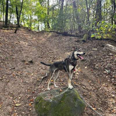 Hundetreffen-Spiel- und Gassi Freundschaften gesucht-Bild