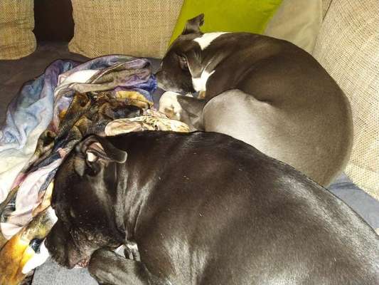 American Stafford Besitzer-Beitrag-Bild