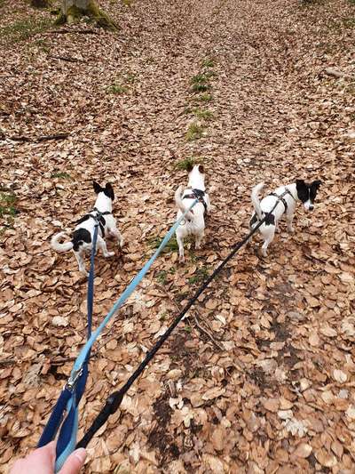 Hundetreffen-Meinen Hund Angst vor andren Hunden nehmen-Bild