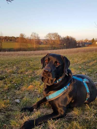 Regenbogenbrücke-Beitrag-Bild