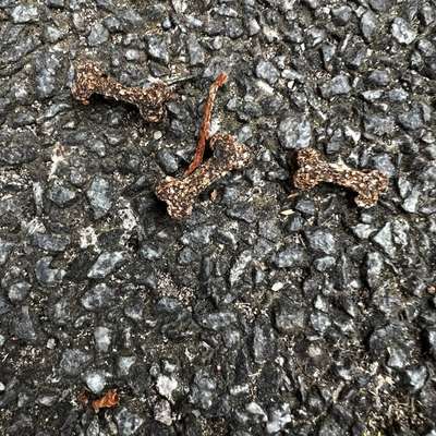 Giftköder-Leckerli mit weißen Punkten-Bild