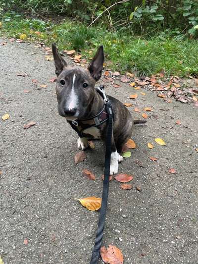 Miniatur Bullterrier-Beitrag-Bild