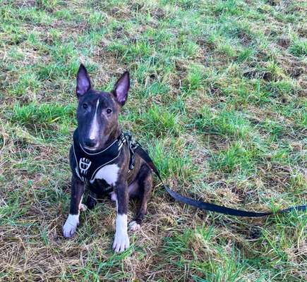 eure Spitznamen für die Vierbeiner-Beitrag-Bild