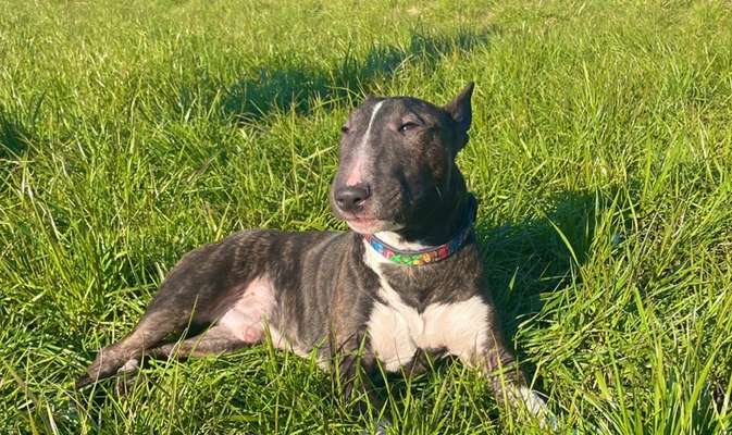 Dogorama Photo Challenge - Der Frühling kommt-Beitrag-Bild